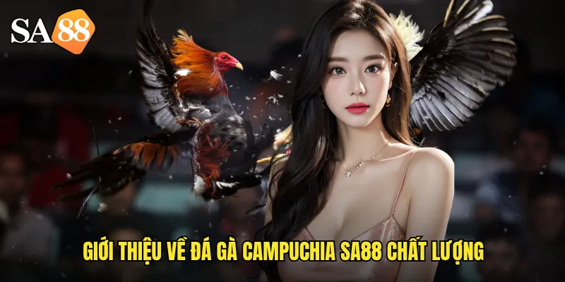 Giới thiệu về đá gà campuchia sa88 chất lượng