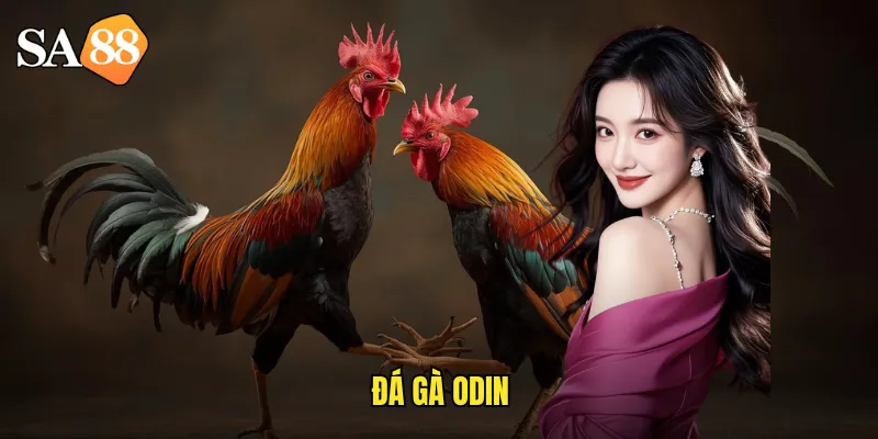 đá gà Odin